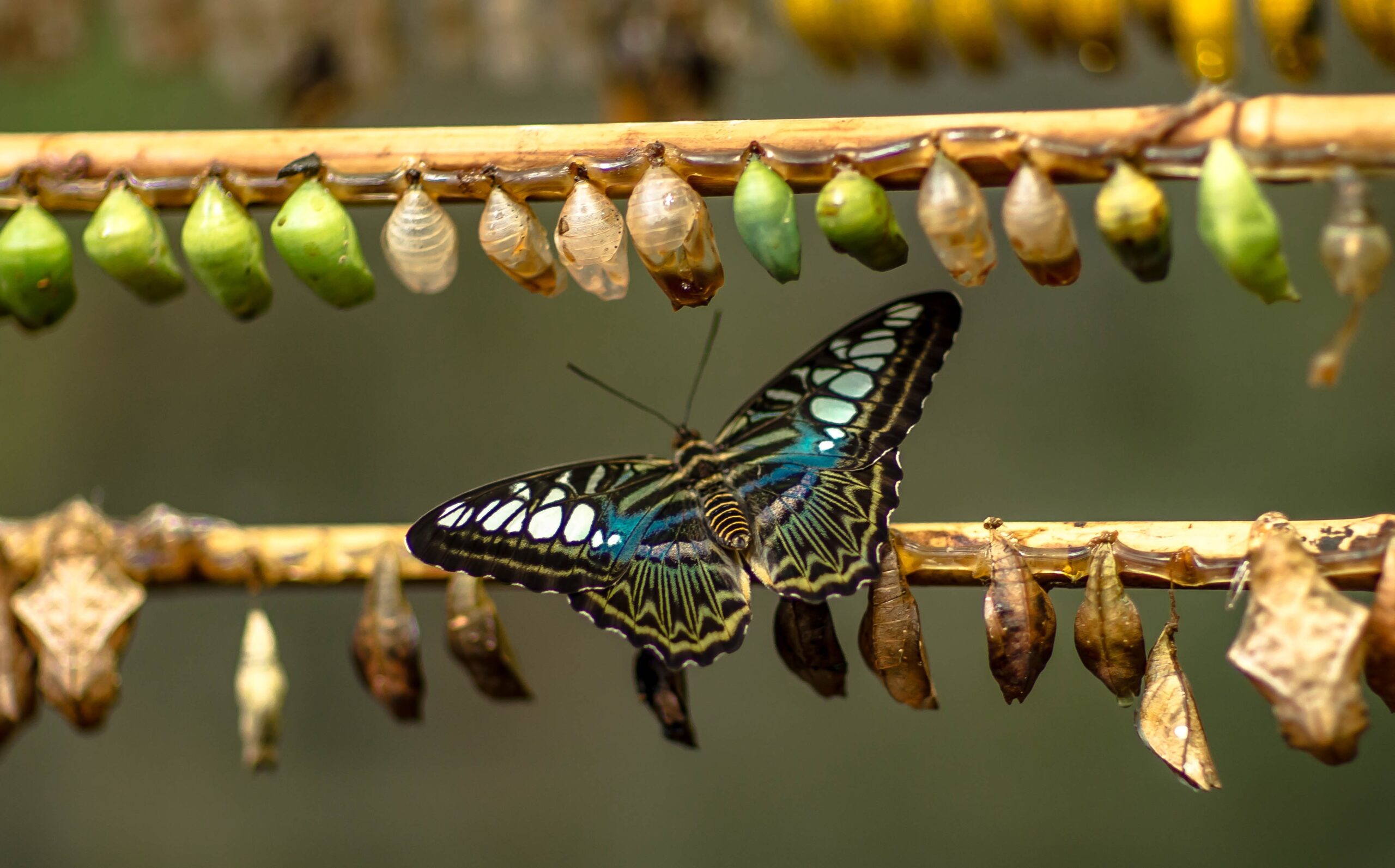 A Guide to Operating Model Transformation: Scalability, Alignment, and Value